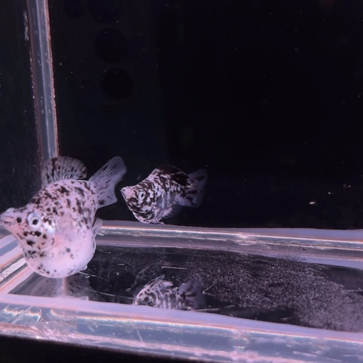 孔雀鱼奶牛马丽球种鱼1对