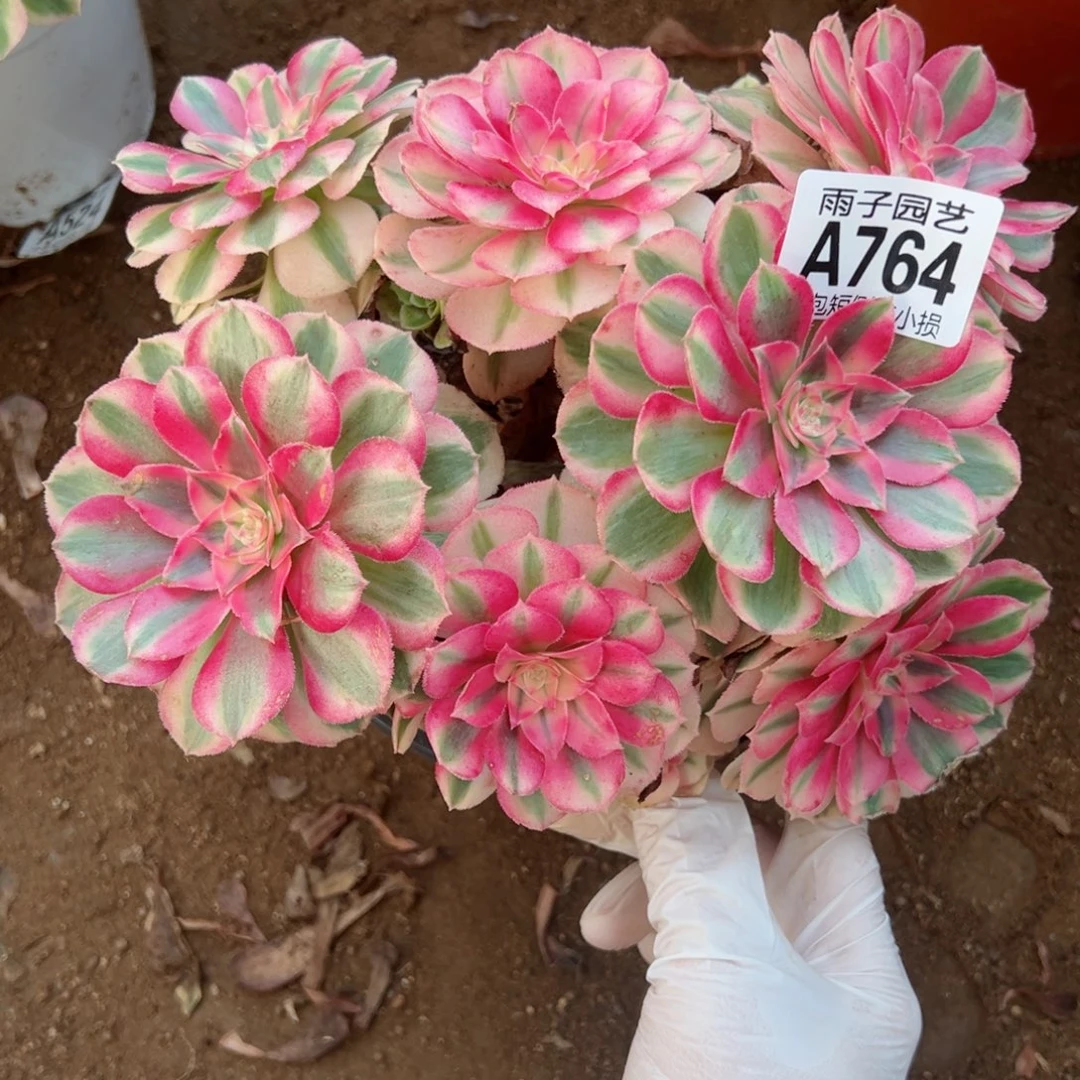 764倾城尺寸20左右