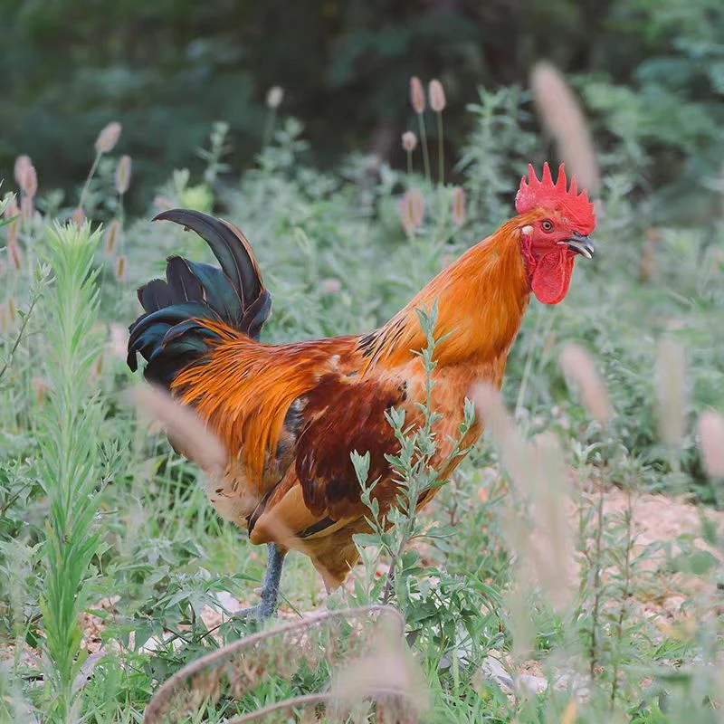 【顺丰包邮】沂蒙山大公鸡散养溜达鸡 农户自养草鸡笨土鸡