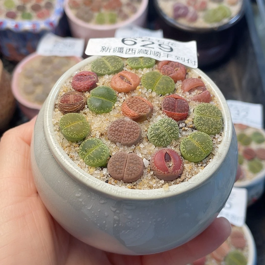 相遇生石花链接629