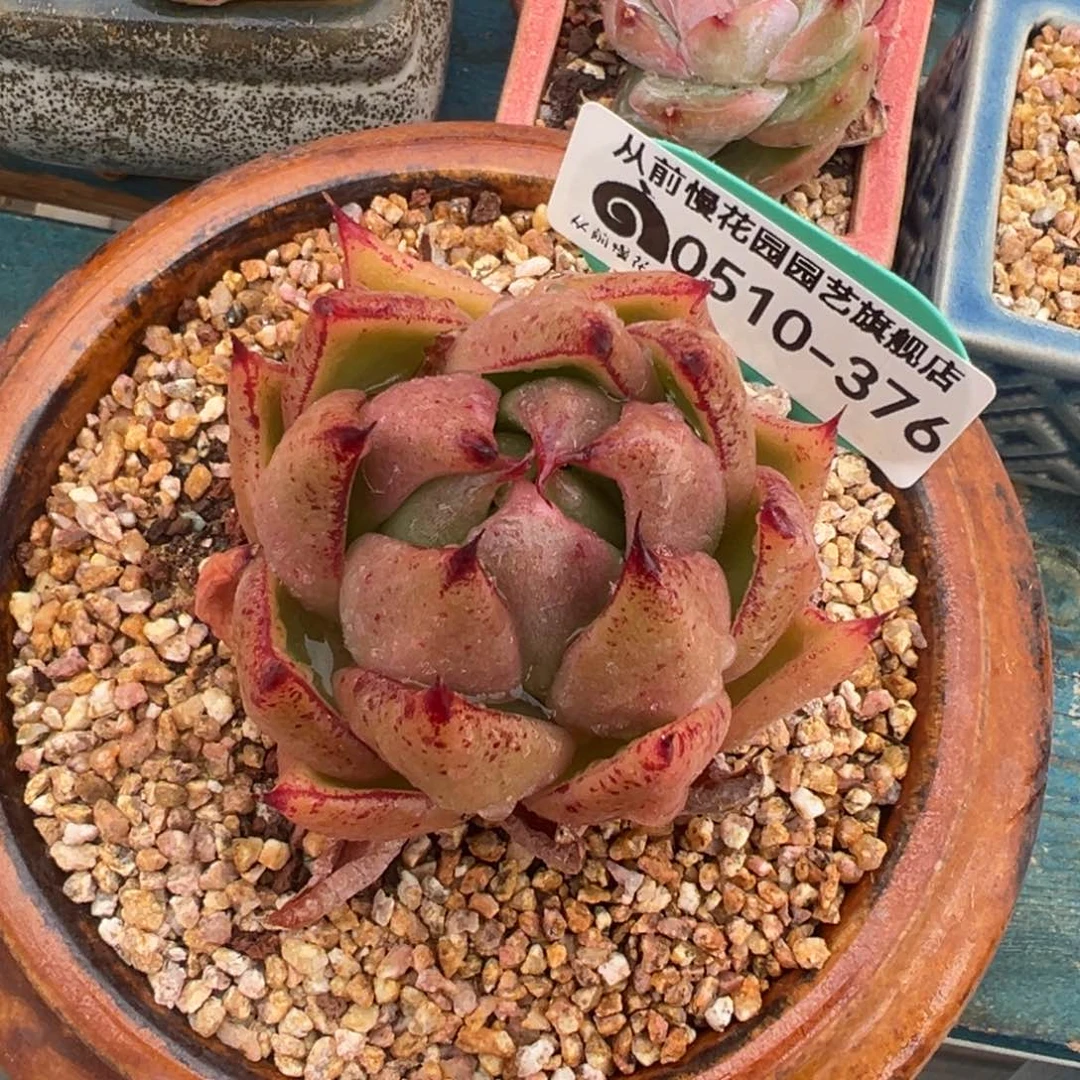 从前慢多肉精选编 0510.376