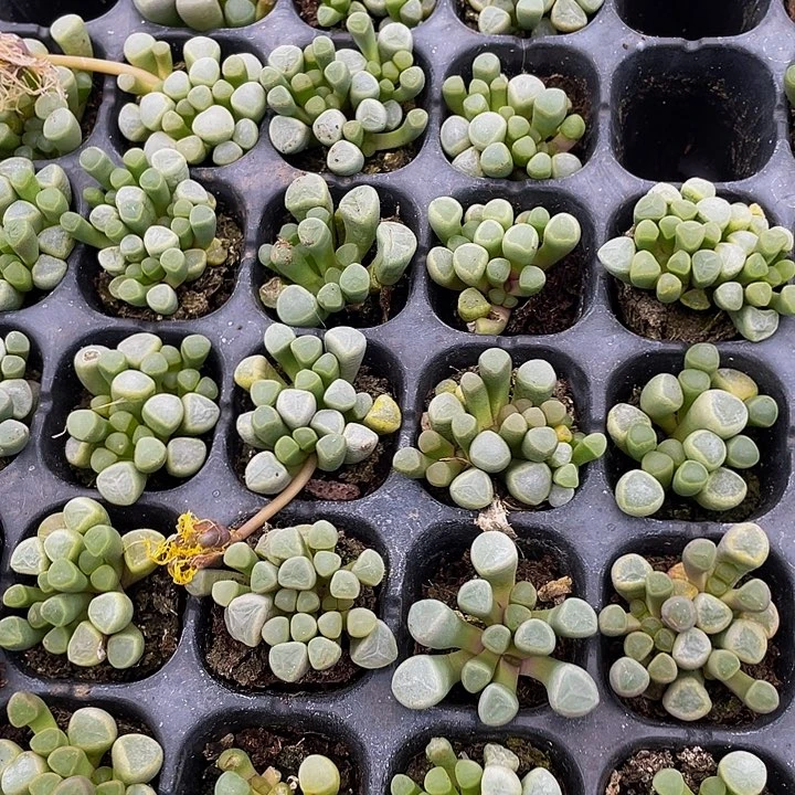 小五十铃玉1元带土发货