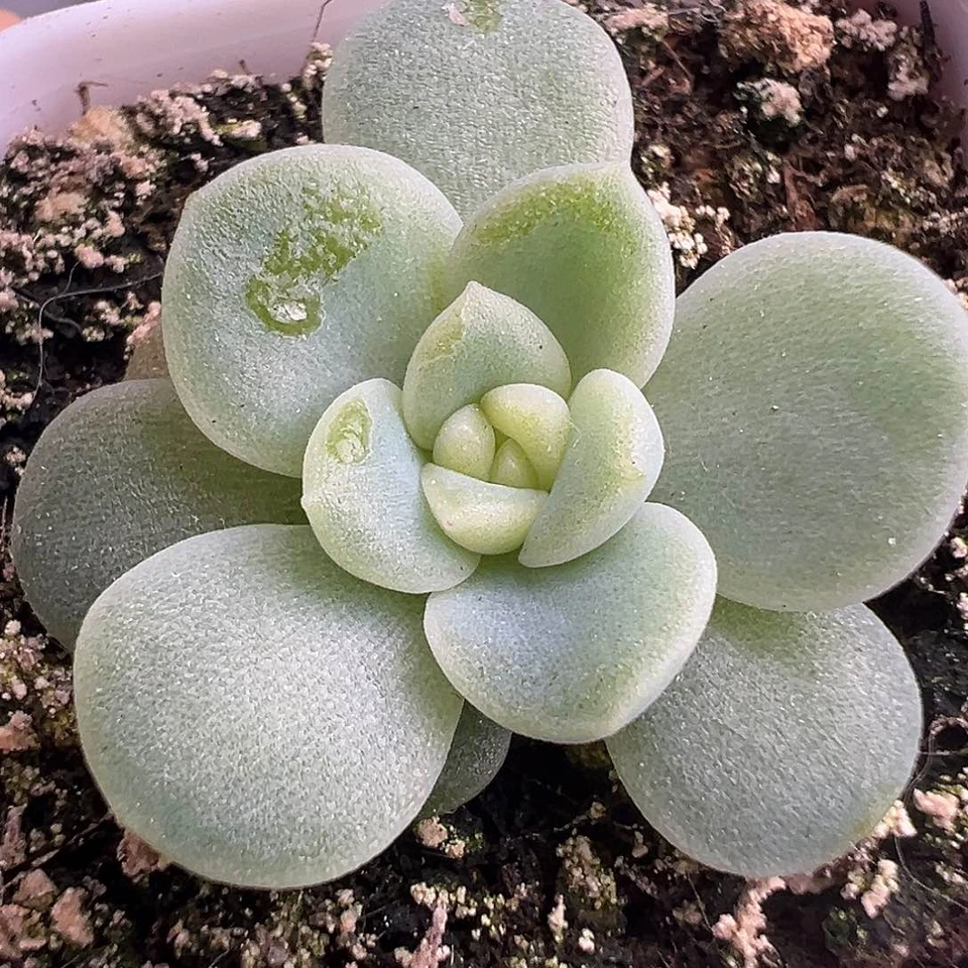 财富密码C1。    原价28