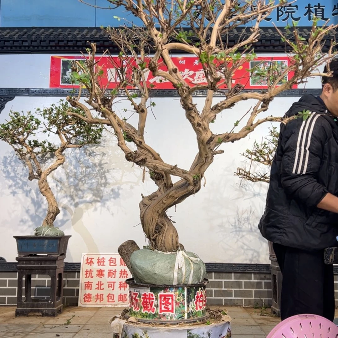 无花朵金银花开花6558555888