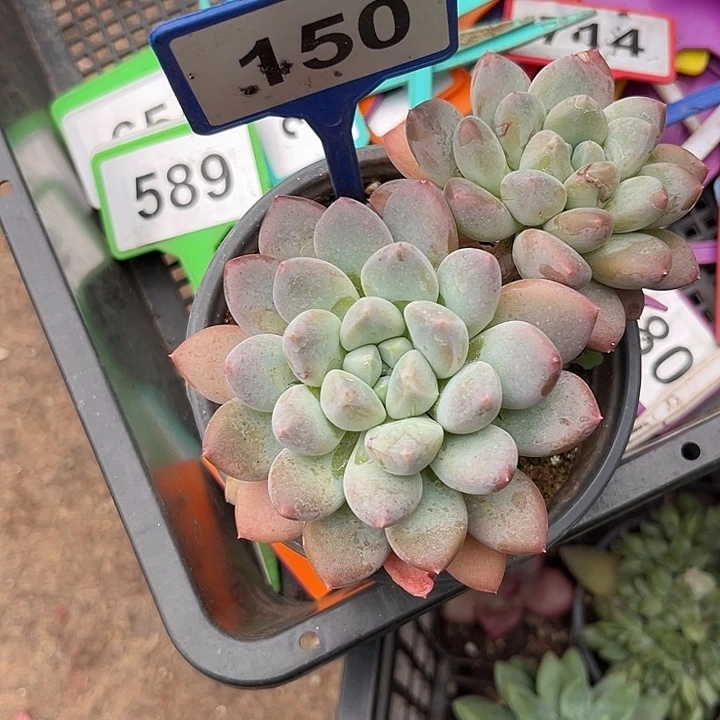 多肉植物奶糖群150
