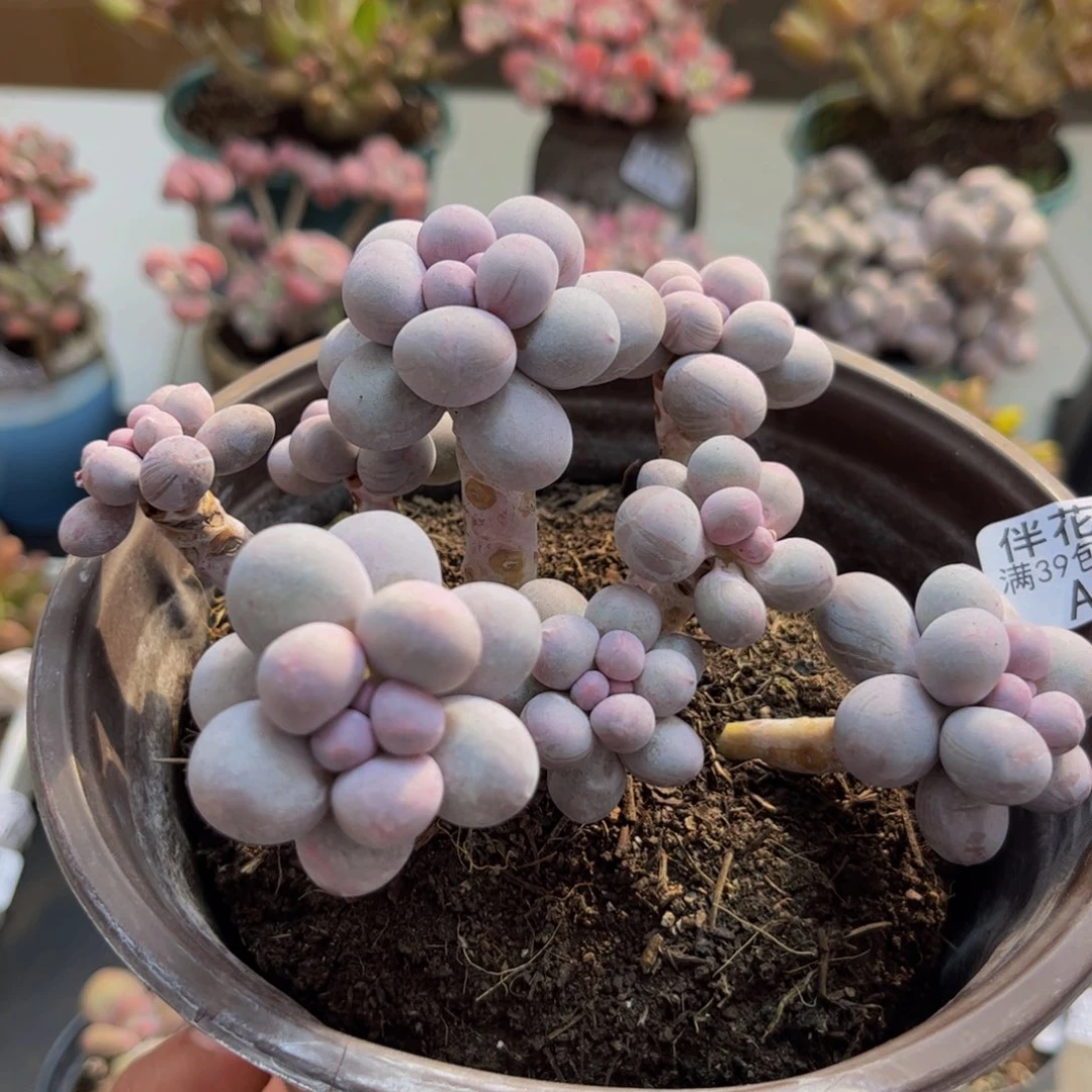 814/10cm香水手指奶多肉