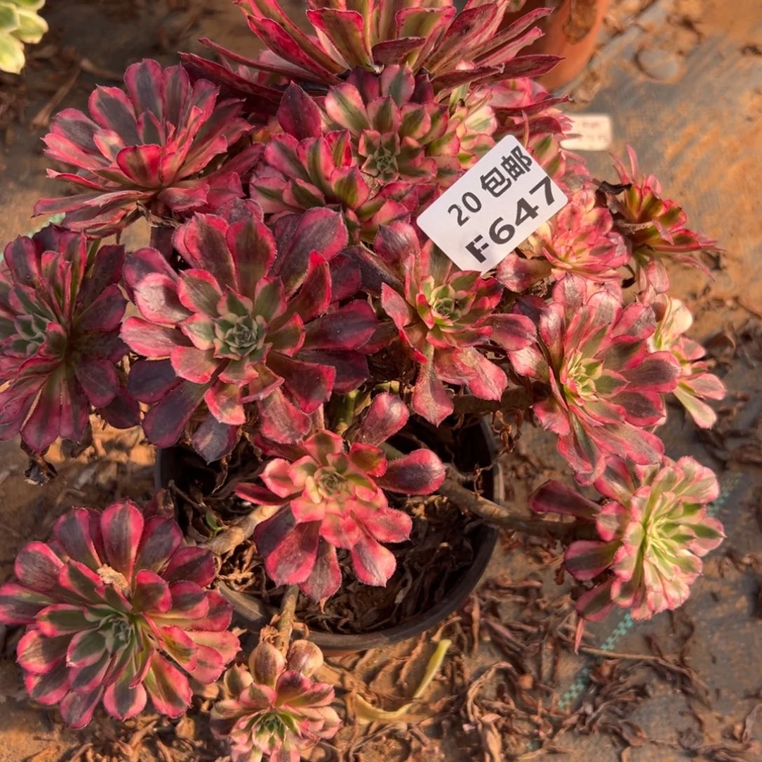 宝***宝647红铜白，多肉法师说