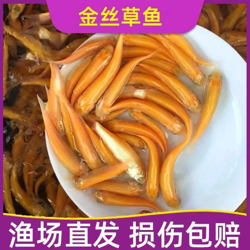 俄罗斯金丝草鱼红草鱼淡水养殖食用冷水观赏鱼金丝鲩鱼黄金草鱼