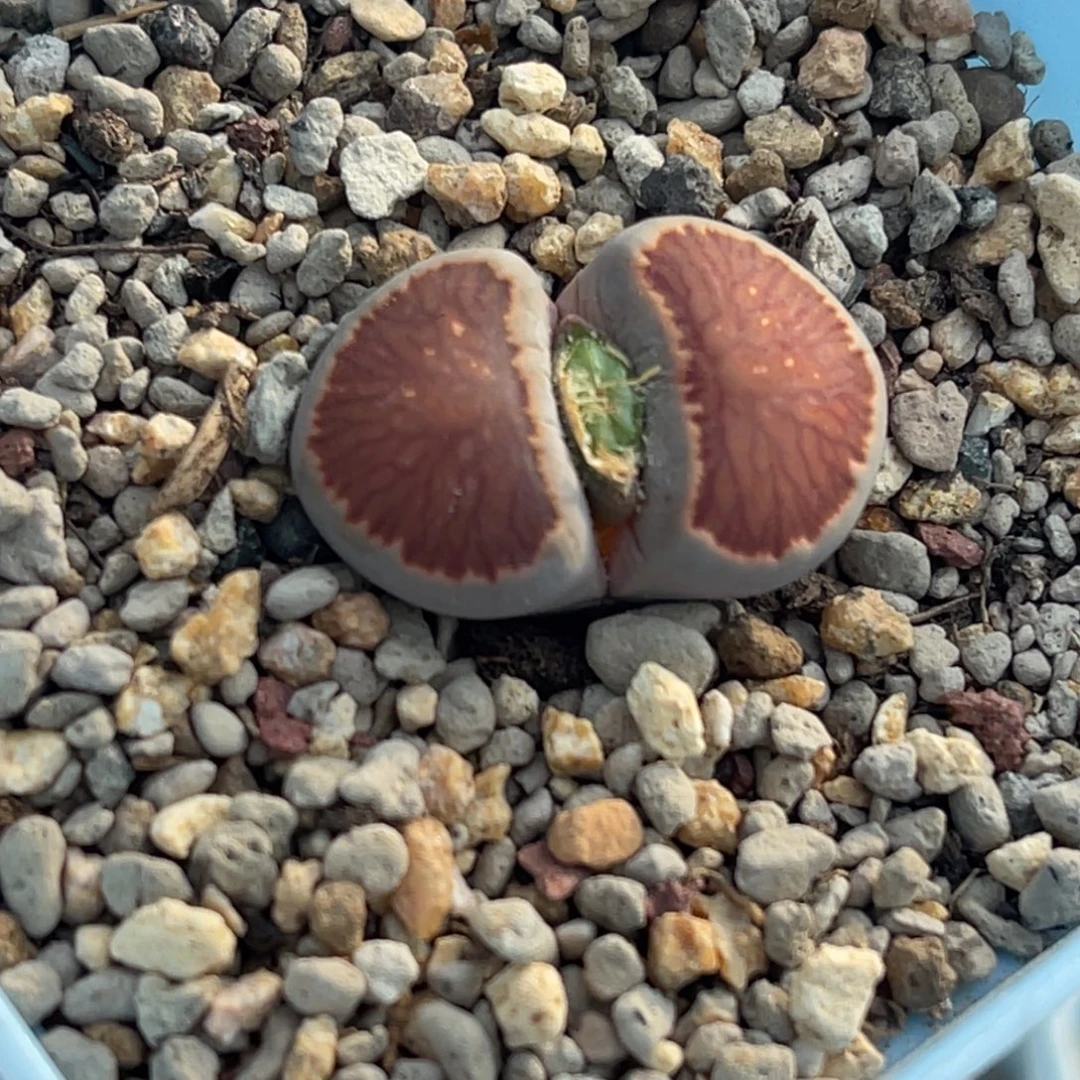 9497红窗菊一颗。