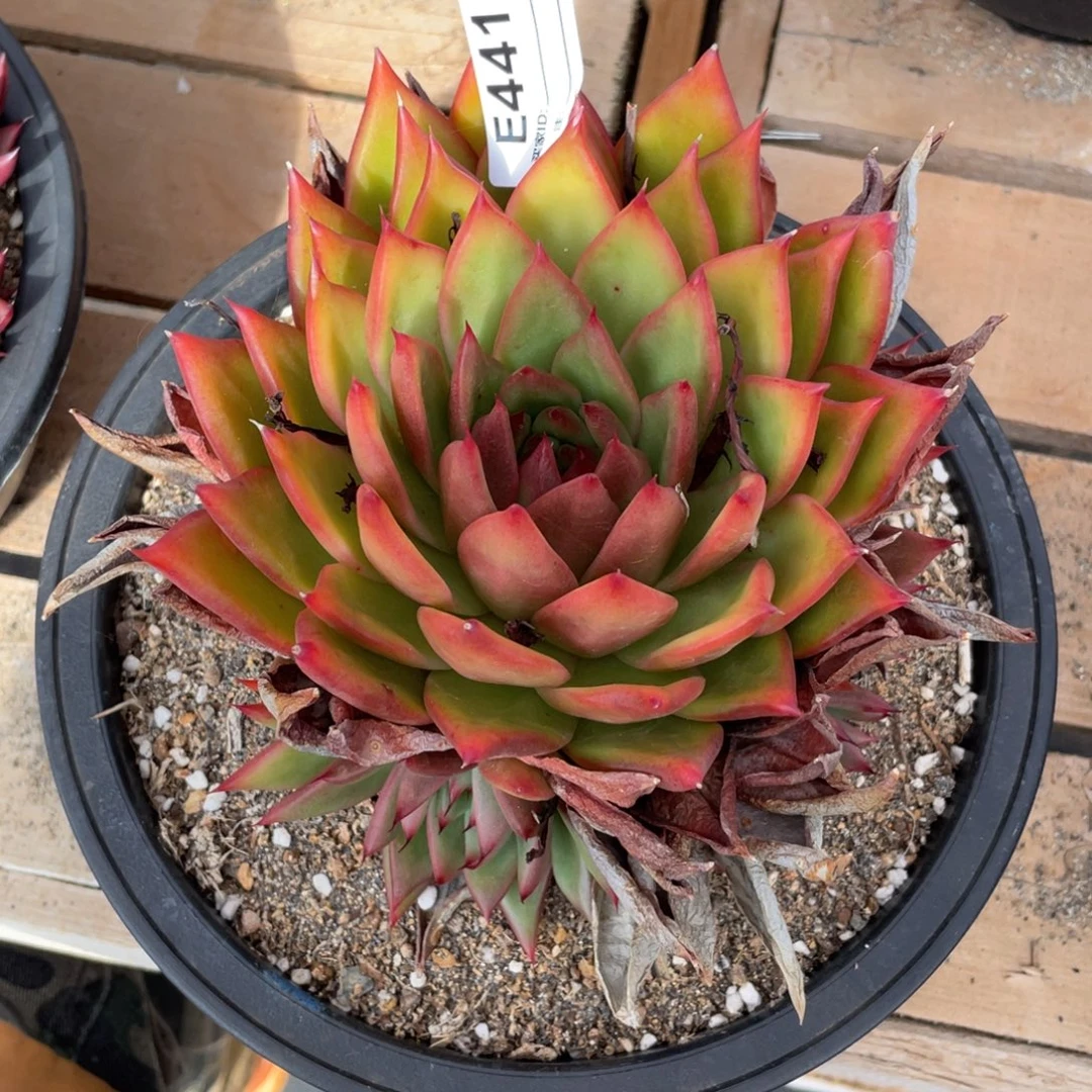 无花朵若如东云单拍E441