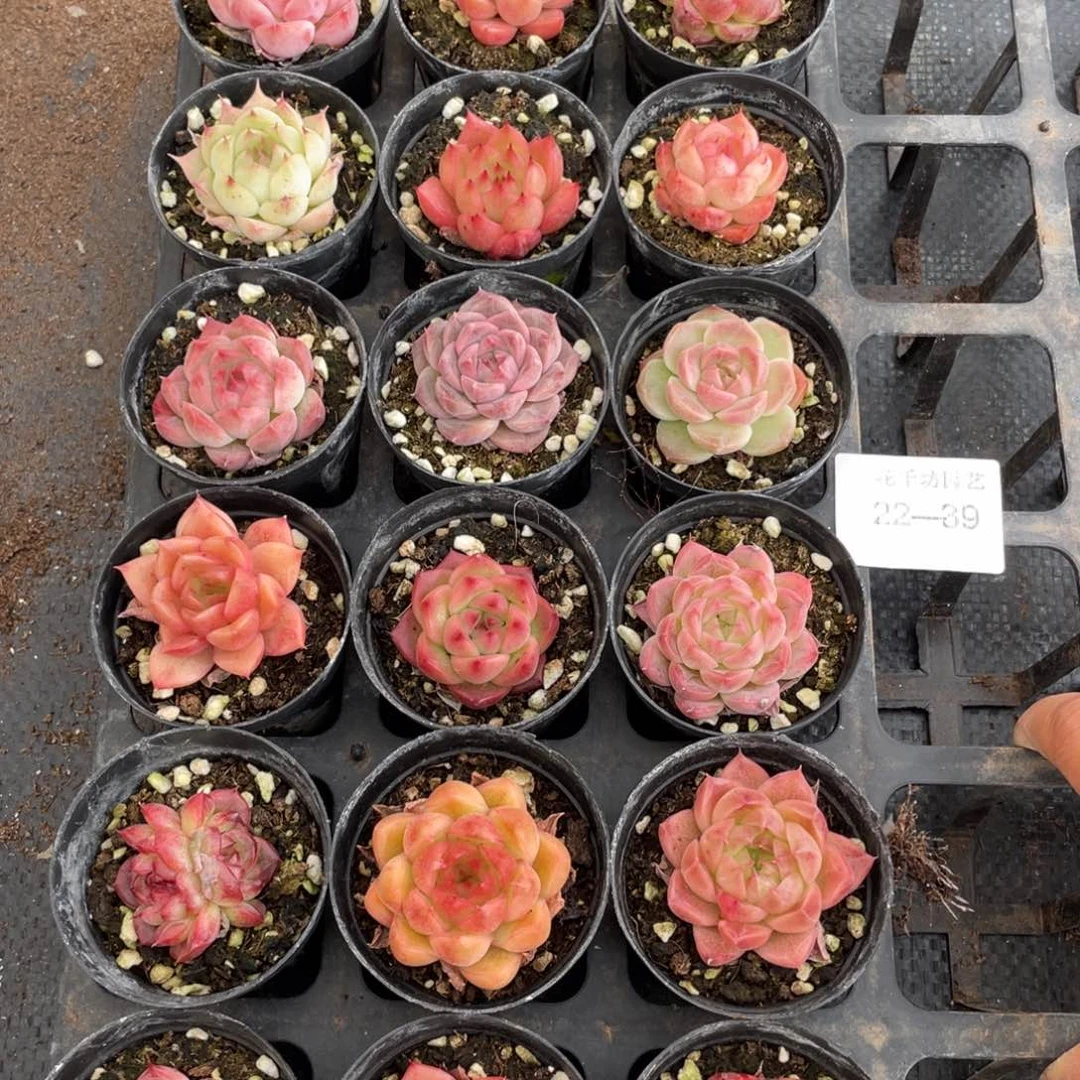 一物一拍18颗22-39