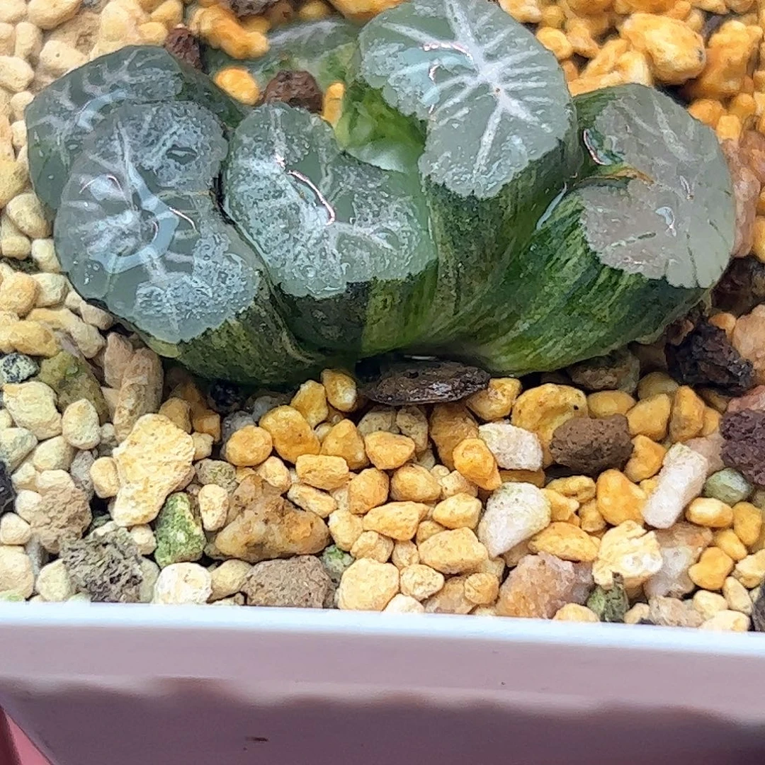 花菱锦十二卷多肉植物