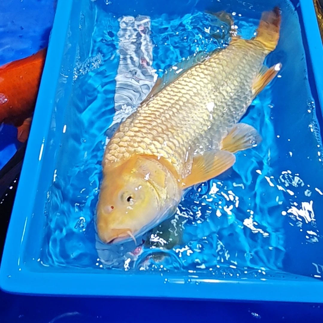 锦鲤不包邮邮费到付