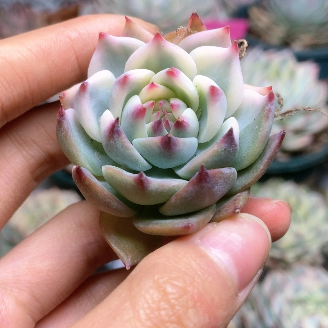 C085锦锦锦锦锦锦锦