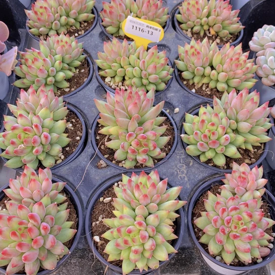 1116-13-P精品母本老桩岩字双头一个