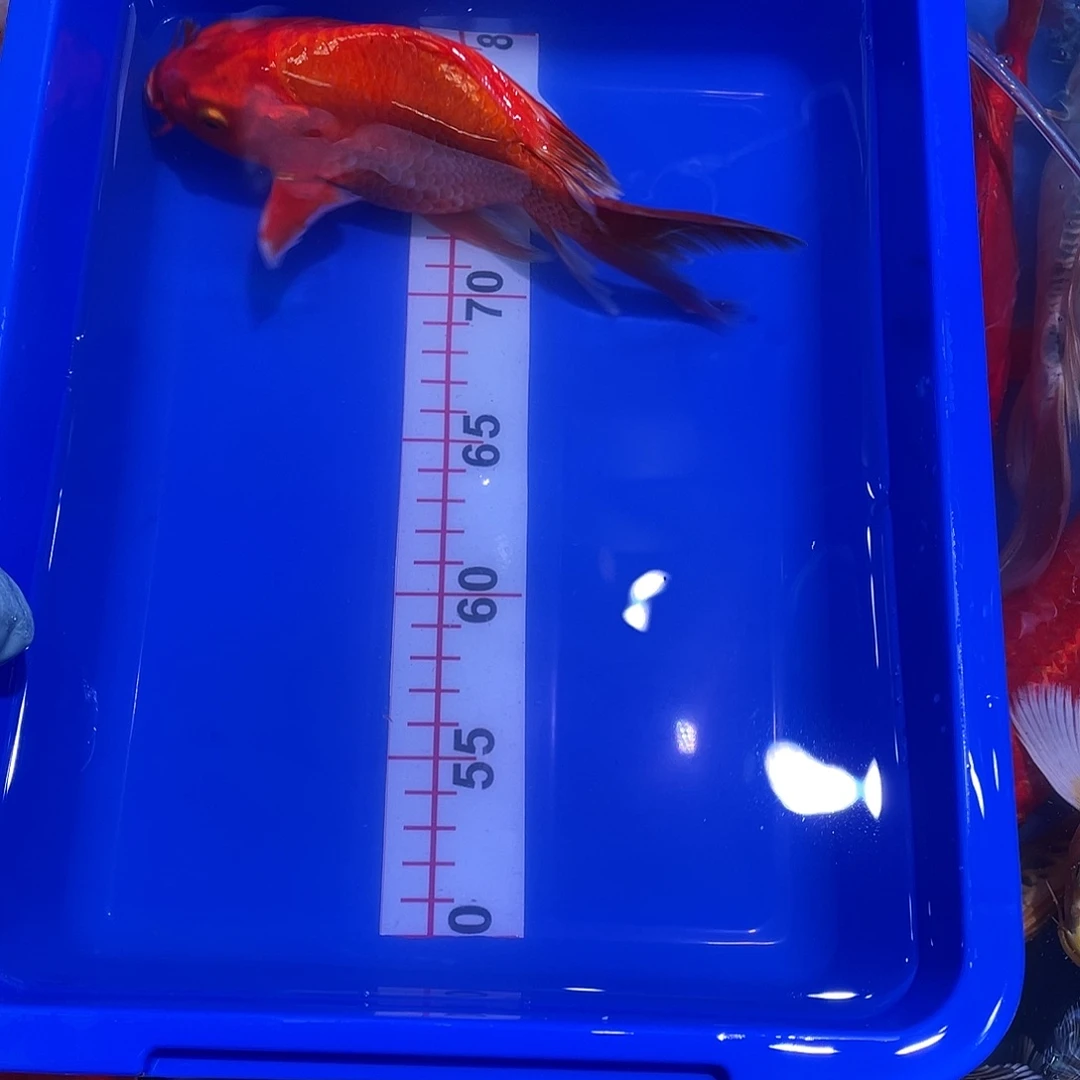 海水鱼观赏鱼精品