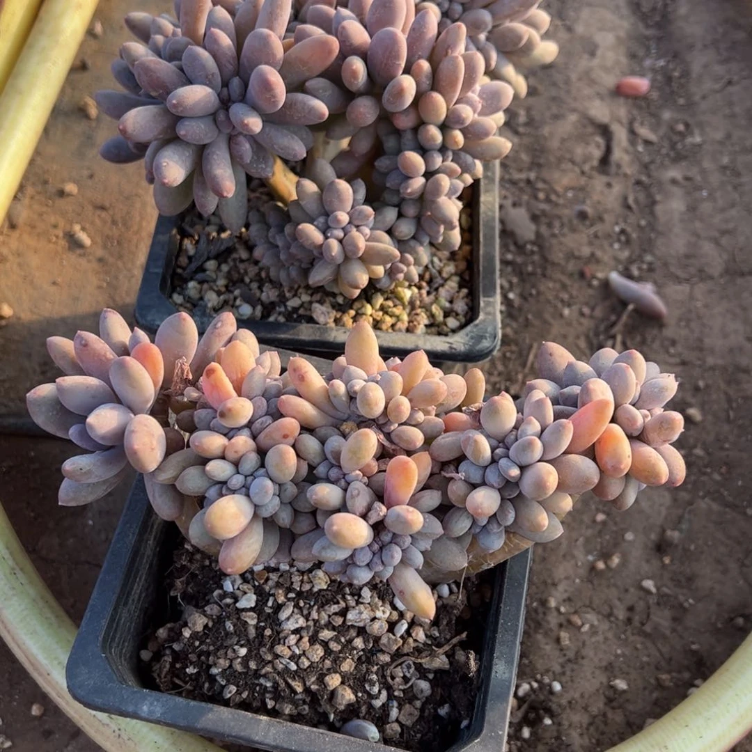 *️****多肉植物，多肉植物