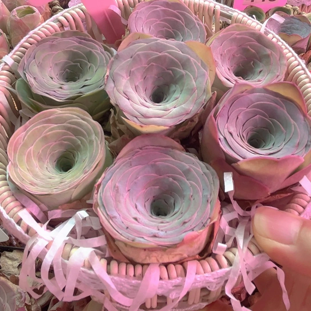 262花篮山地玫瑰