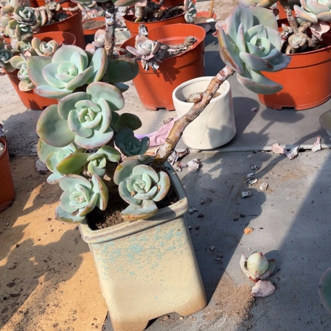 【闪购商品】无花朵看*界