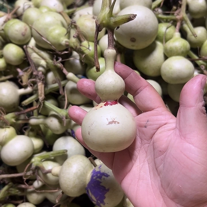 良***洁青皮包抽不包退，嘎嘎板正