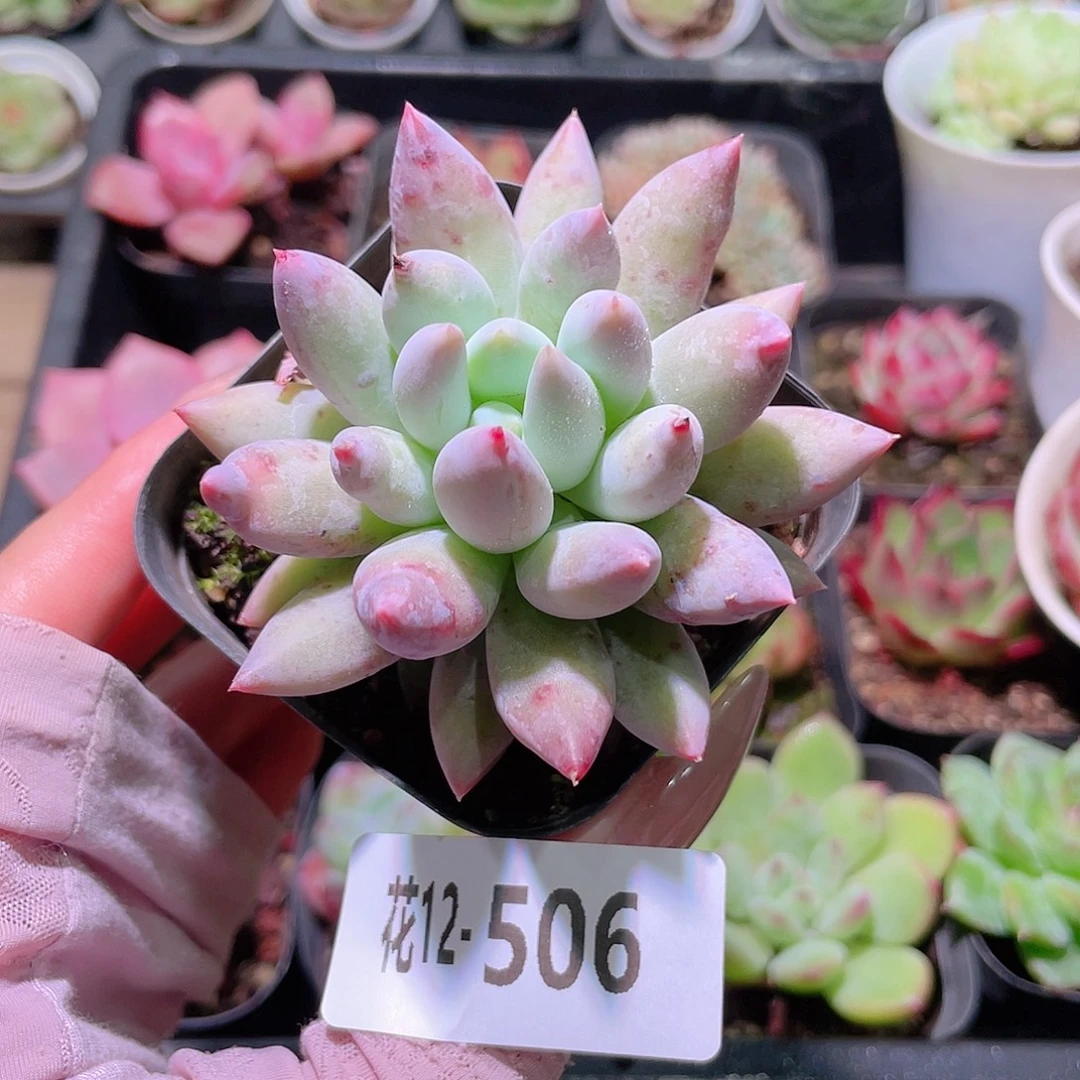 花利美12-506奶瓶