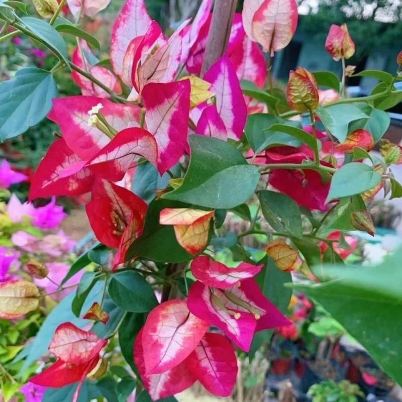 倾城 大苗好养易开花花卉基地 不带花