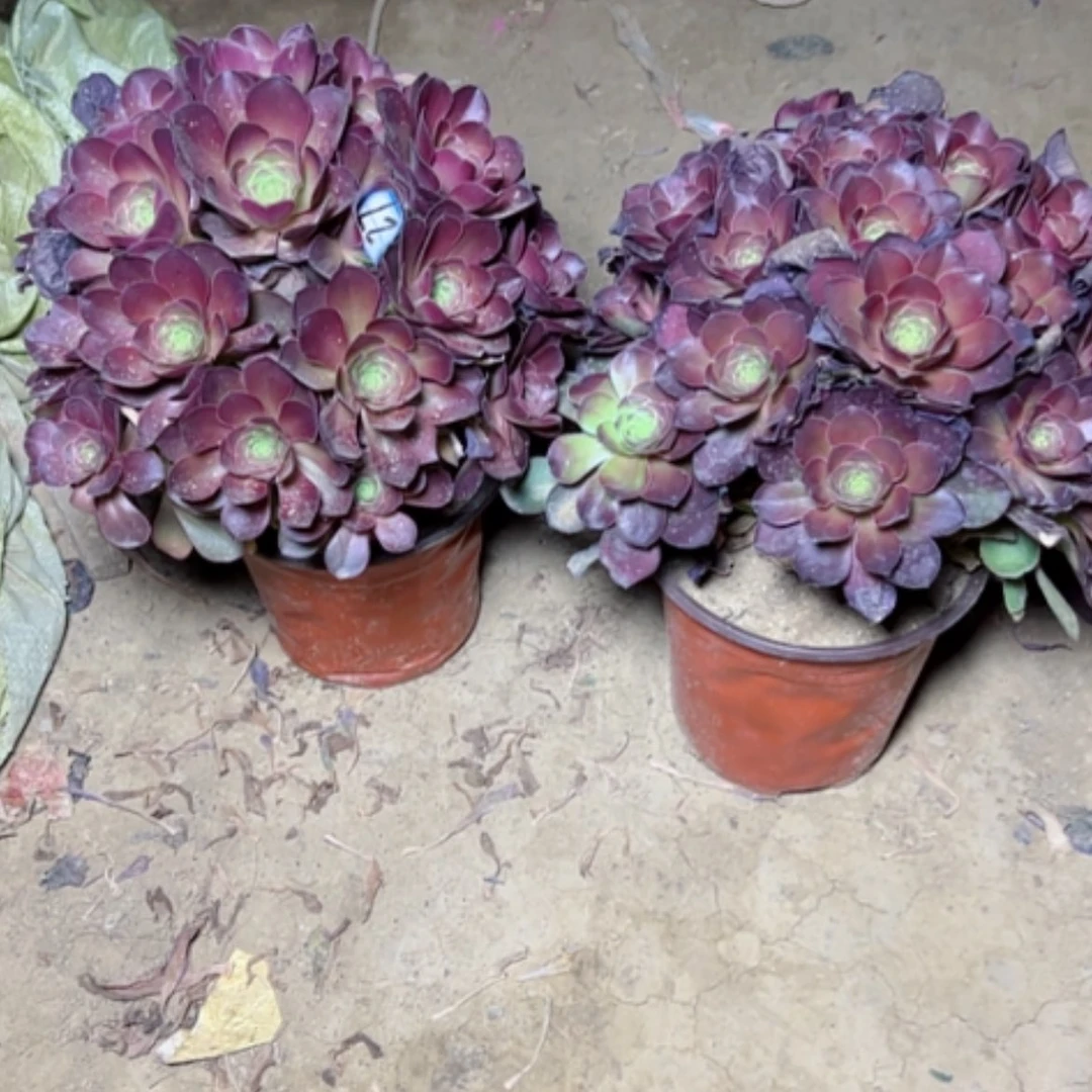 【闪购商品】多肉植物魅金27