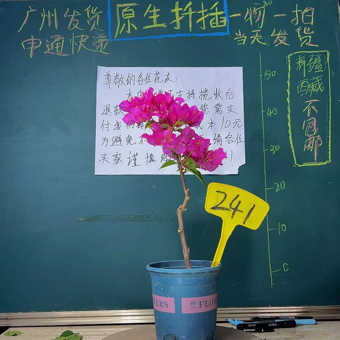 当前无花栽培后可以开花洋红公主241