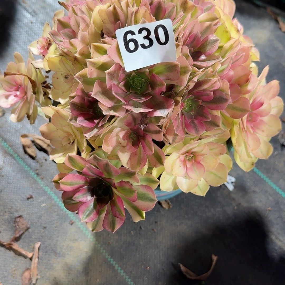 雨河多肉植物老庄630