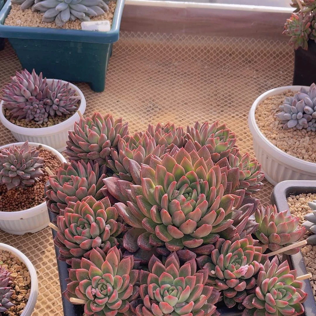 ?****࿐冰心公主多肉不带盆