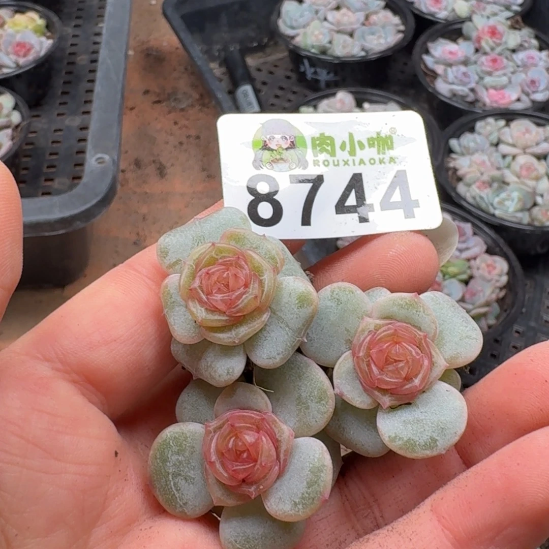 多肉植物多肉植物