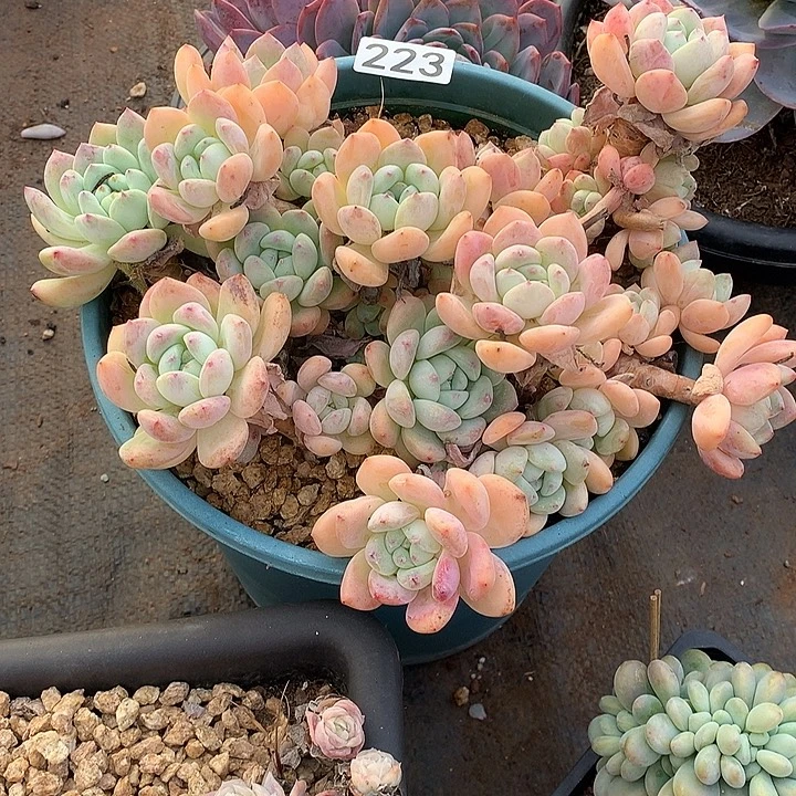 223望酥 一物一拍多肉