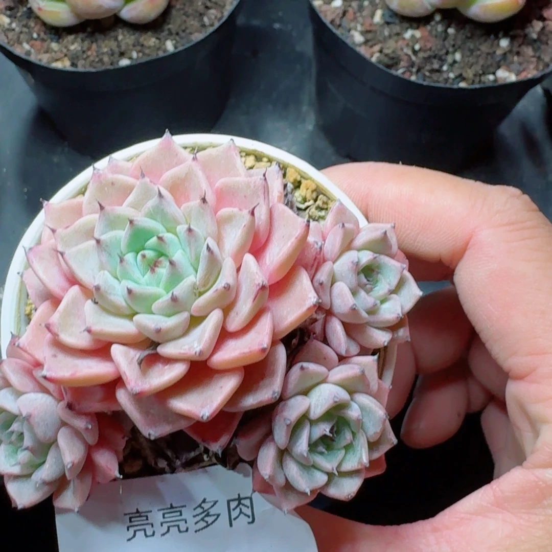 牡丹             福利捡漏