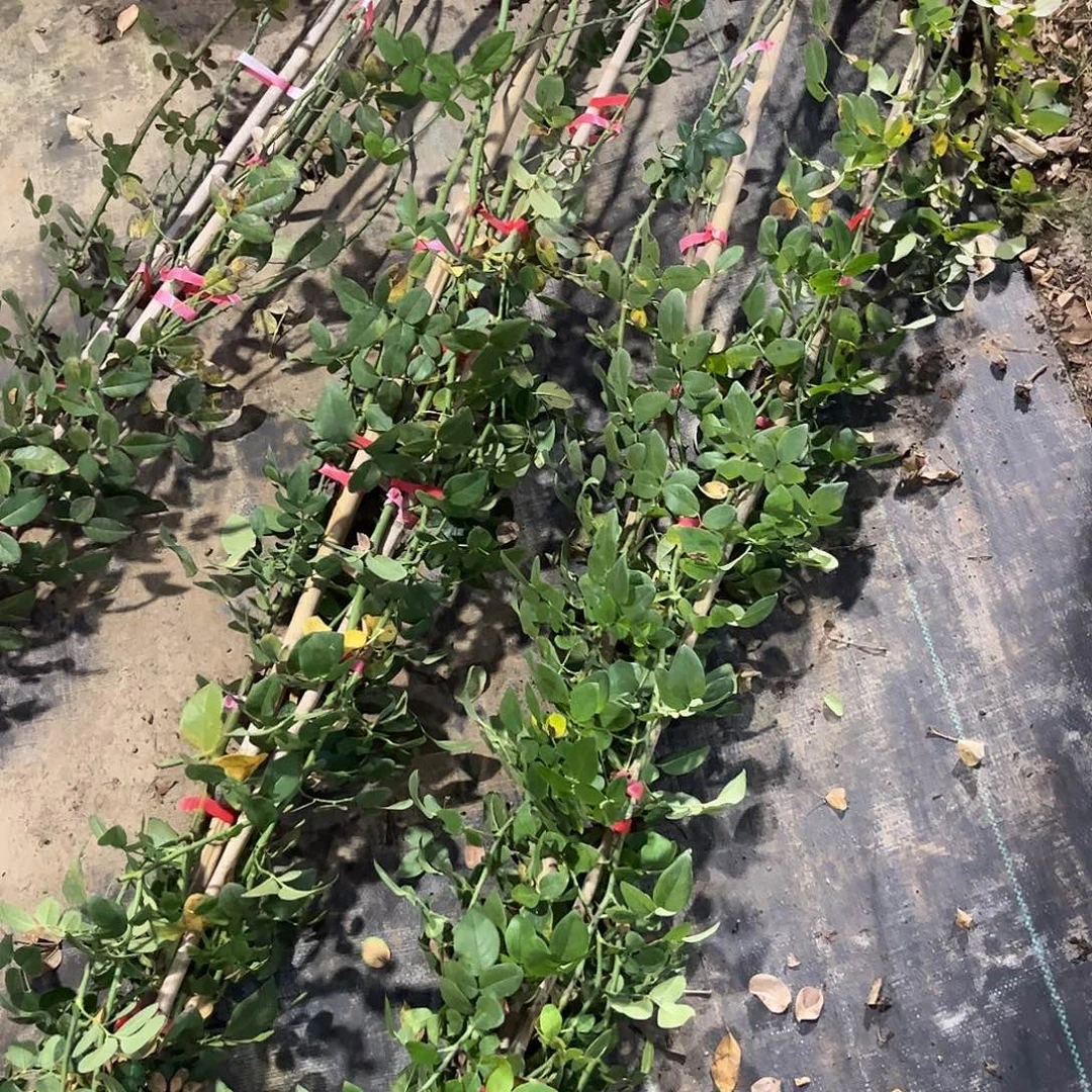 当前无花栽培后可以开花