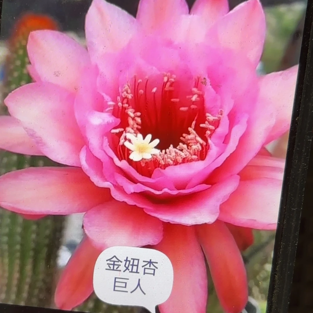 杏巨人金妞侧吗20包邮仙人球34