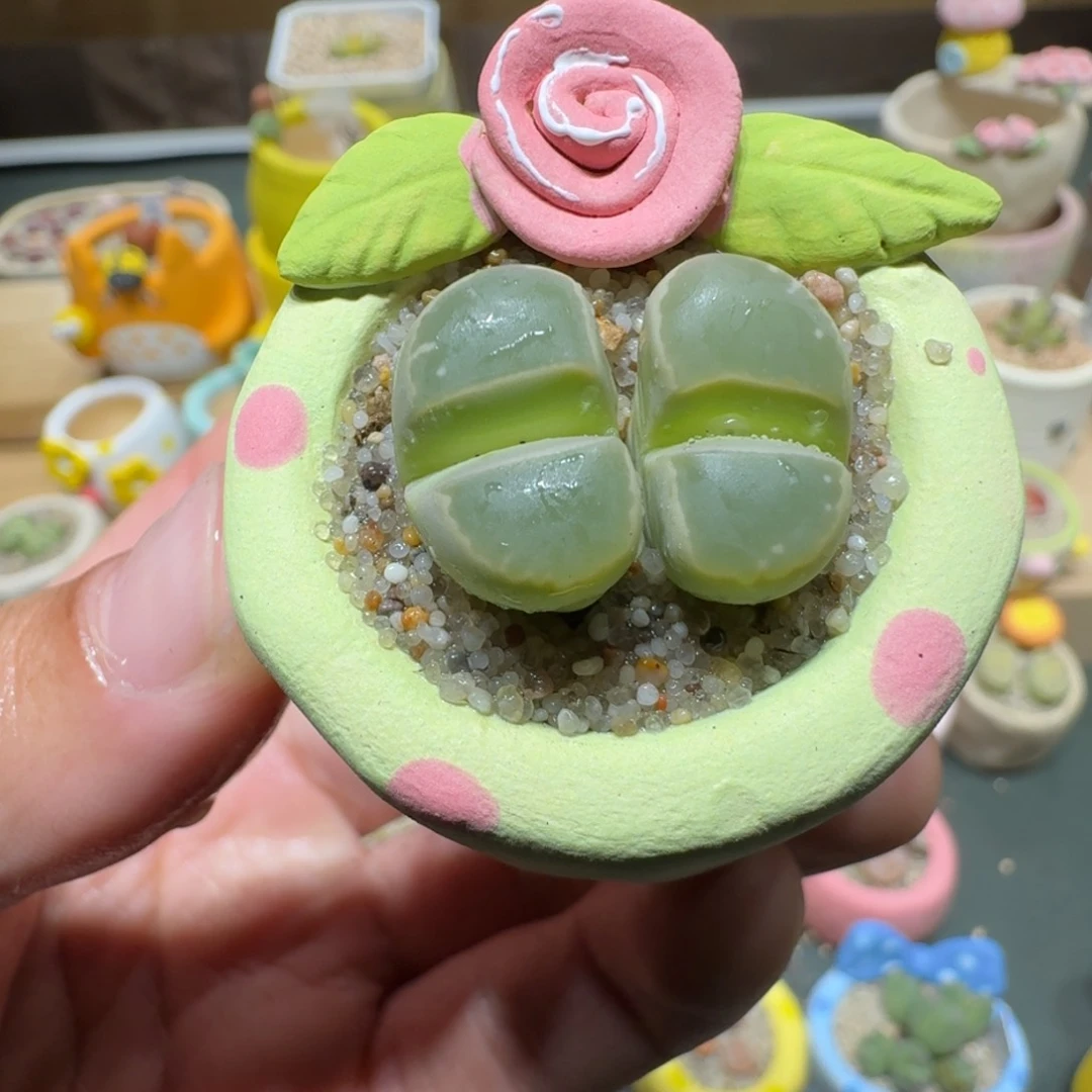 红陶蘑菇304橄榄