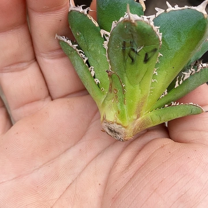 多肉植物龙蛇兰植物