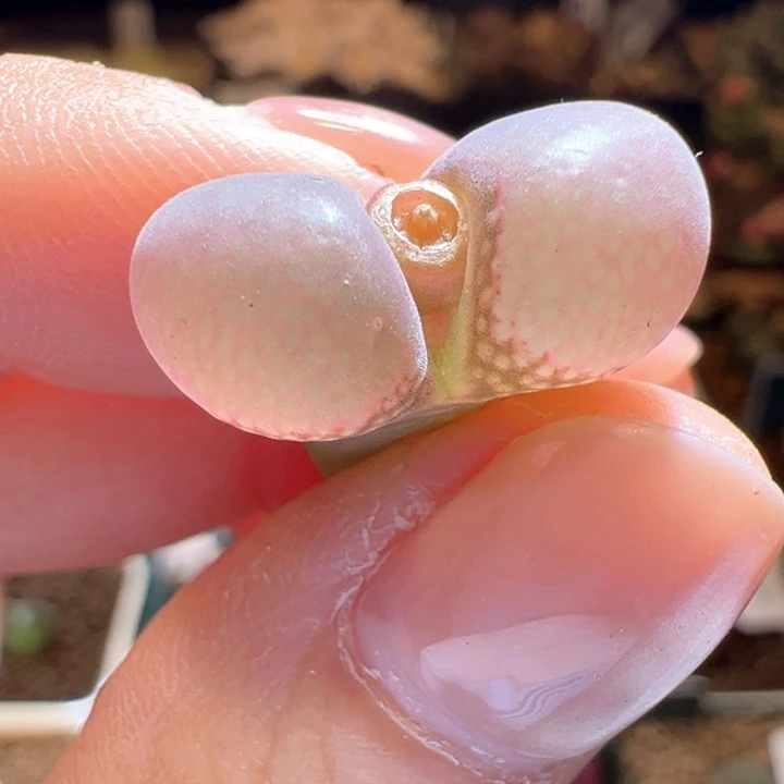 693。德系c10。四年。   玻璃窗