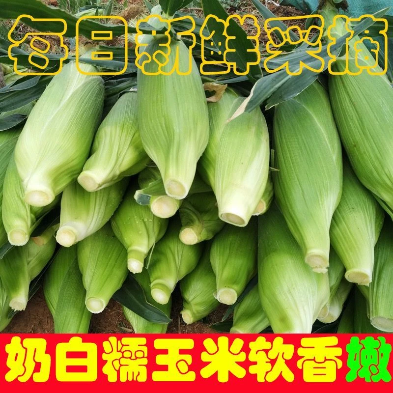 【带箱10根】新鲜现掰鲜玉米白甜糯玉米现掰现发黏糯甜嫩带青皮发
