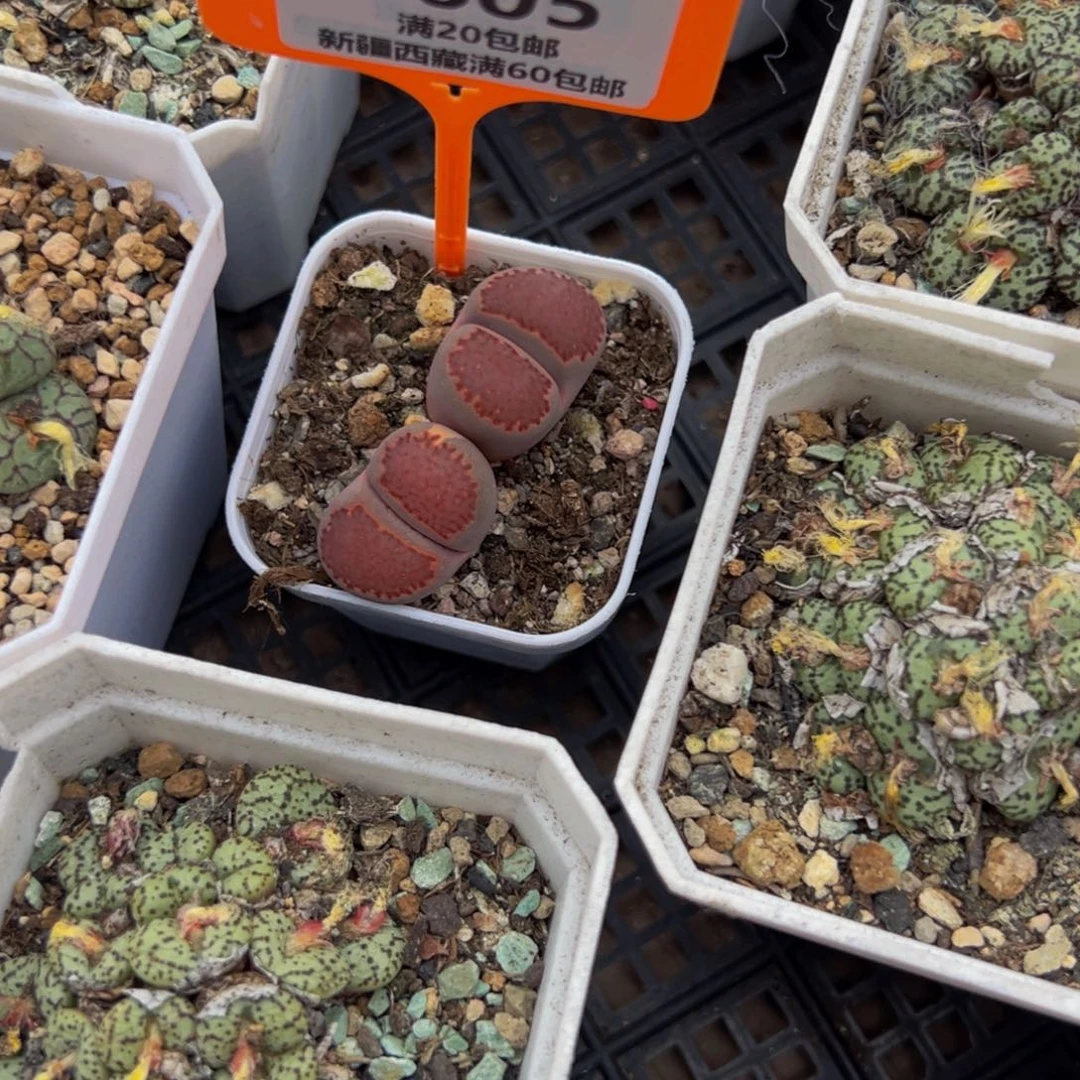 我***克605 一物一拍，默认有伤，介意勿拍，不退不换