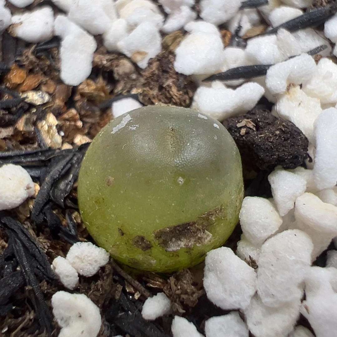 【闪购商品】1157……