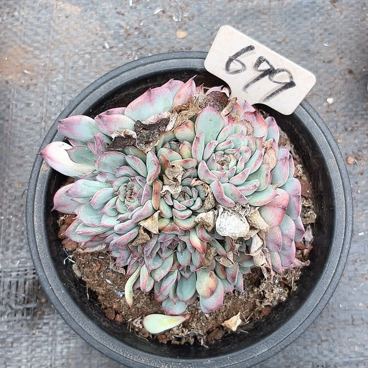 晨语多肉，一物一拍马塞尔699