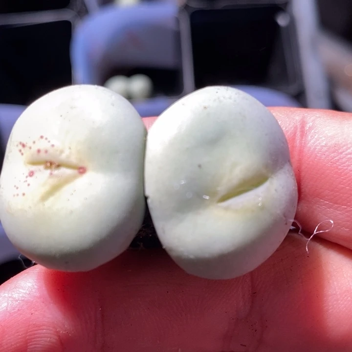 531大型小红嘴一颗