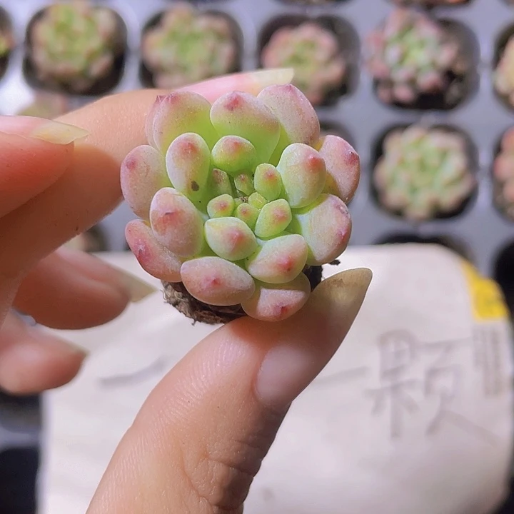 2精品蓝苹果2颗一组