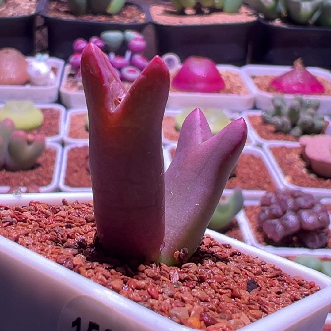 1568，紫皮皮卡丘，肉锥植物