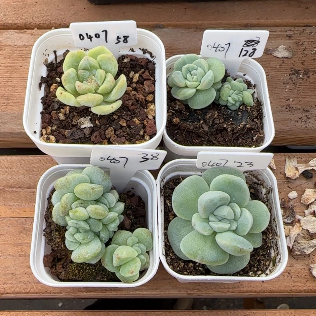 $***$0407专拍冰玉石化4棵