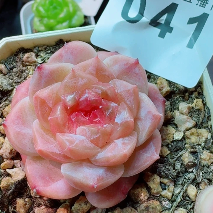 秘境冰魄         精控精养多肉植物