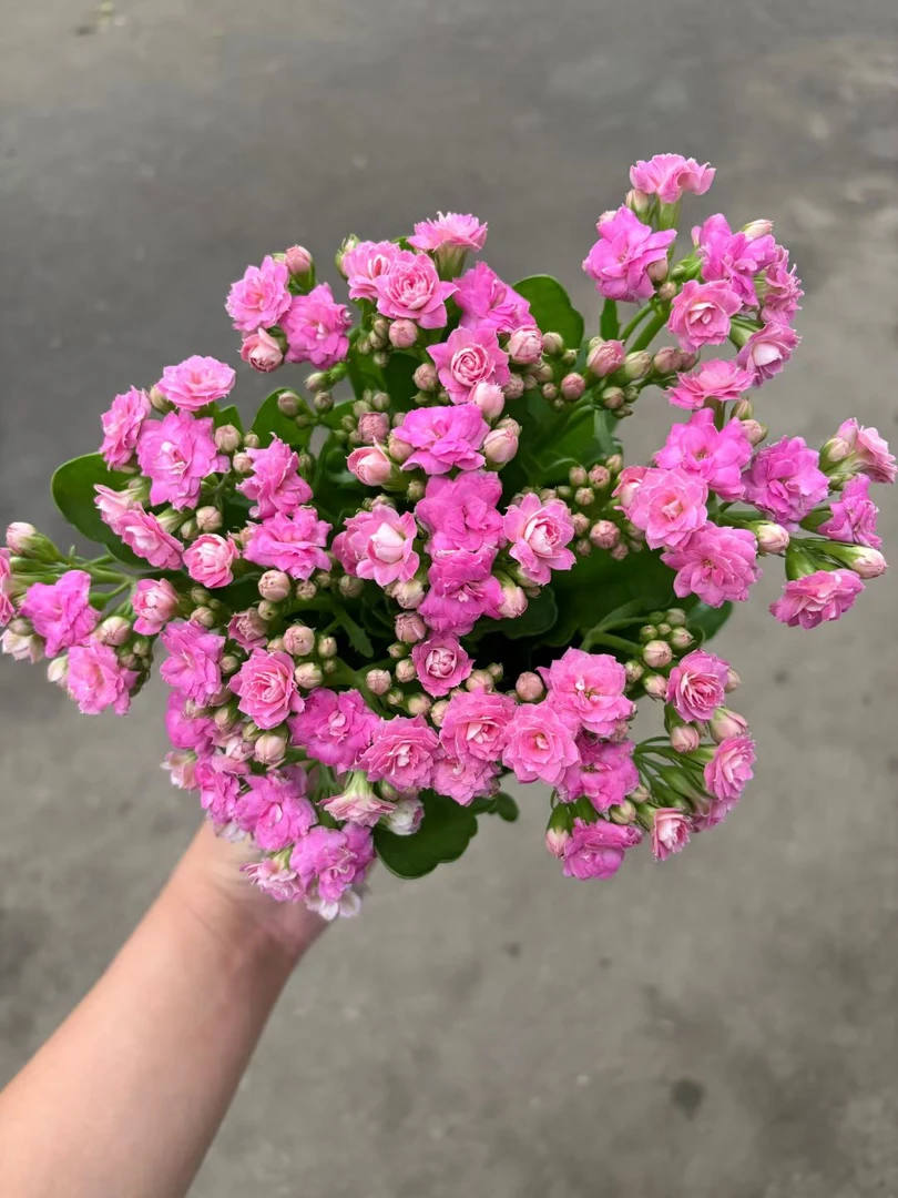 重瓣大花长寿花盆栽带花苞适合室内养殖花卉