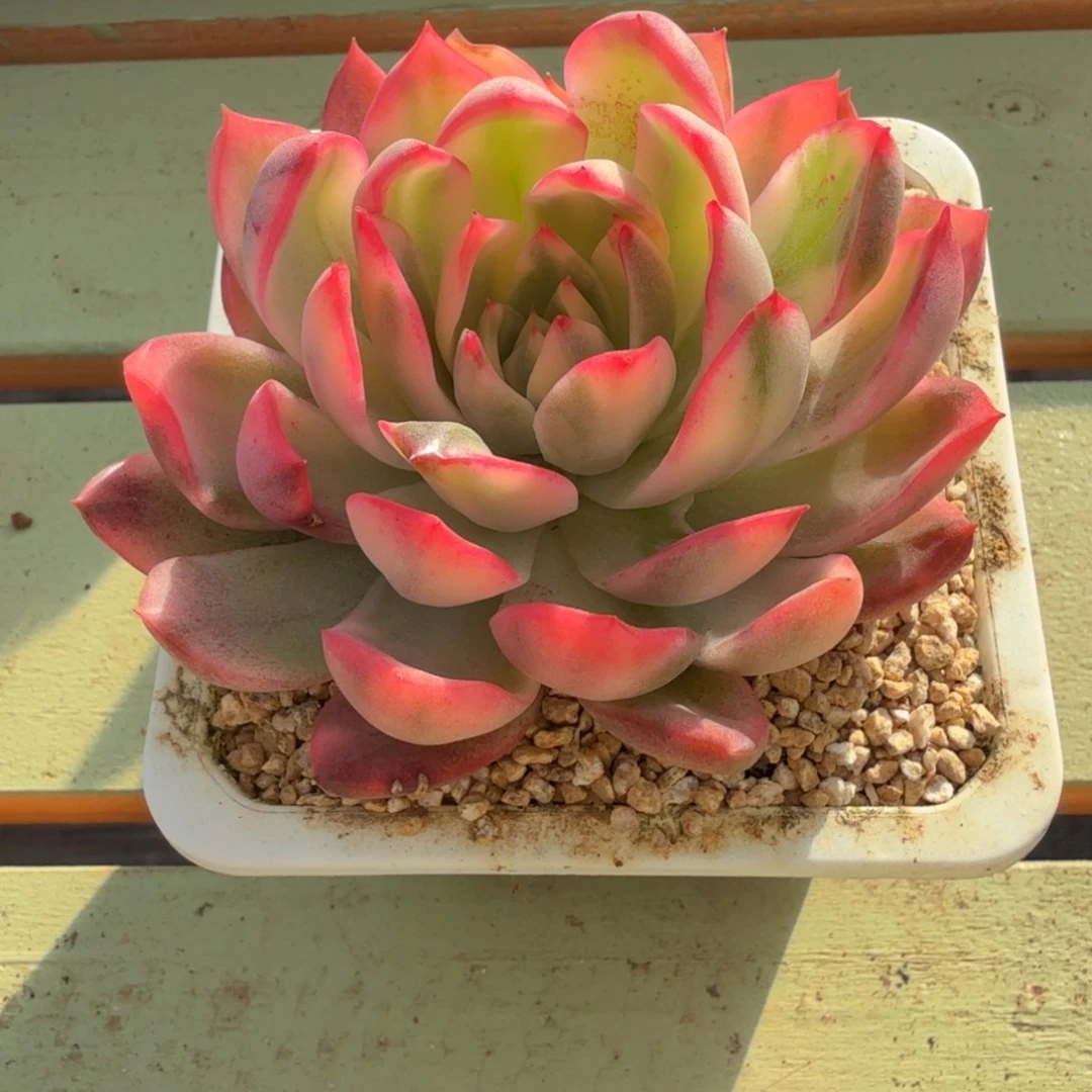 花烛锦锦上园艺一物一拍