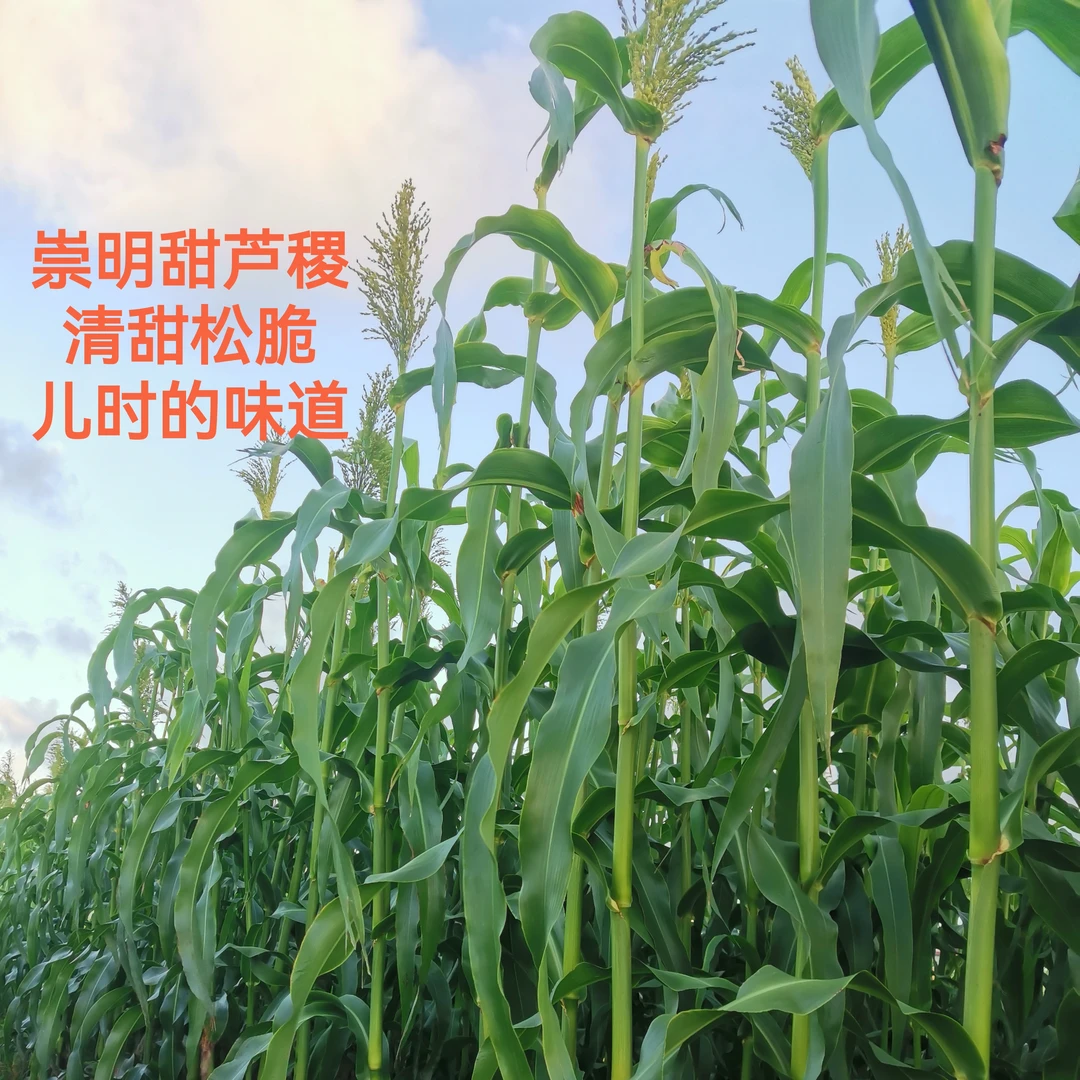 甜芦粟 上海崇明农家新鲜芦稷甜杆农家自种甜高粱现砍中段发顺丰